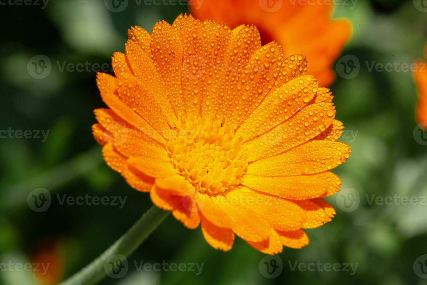 Beautiful colored saturated orange-yellow flower with water drops on petals, close-up photo