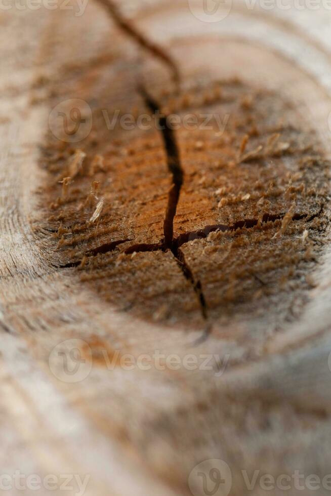 Sawed tree with a crack and rings, close-up photo