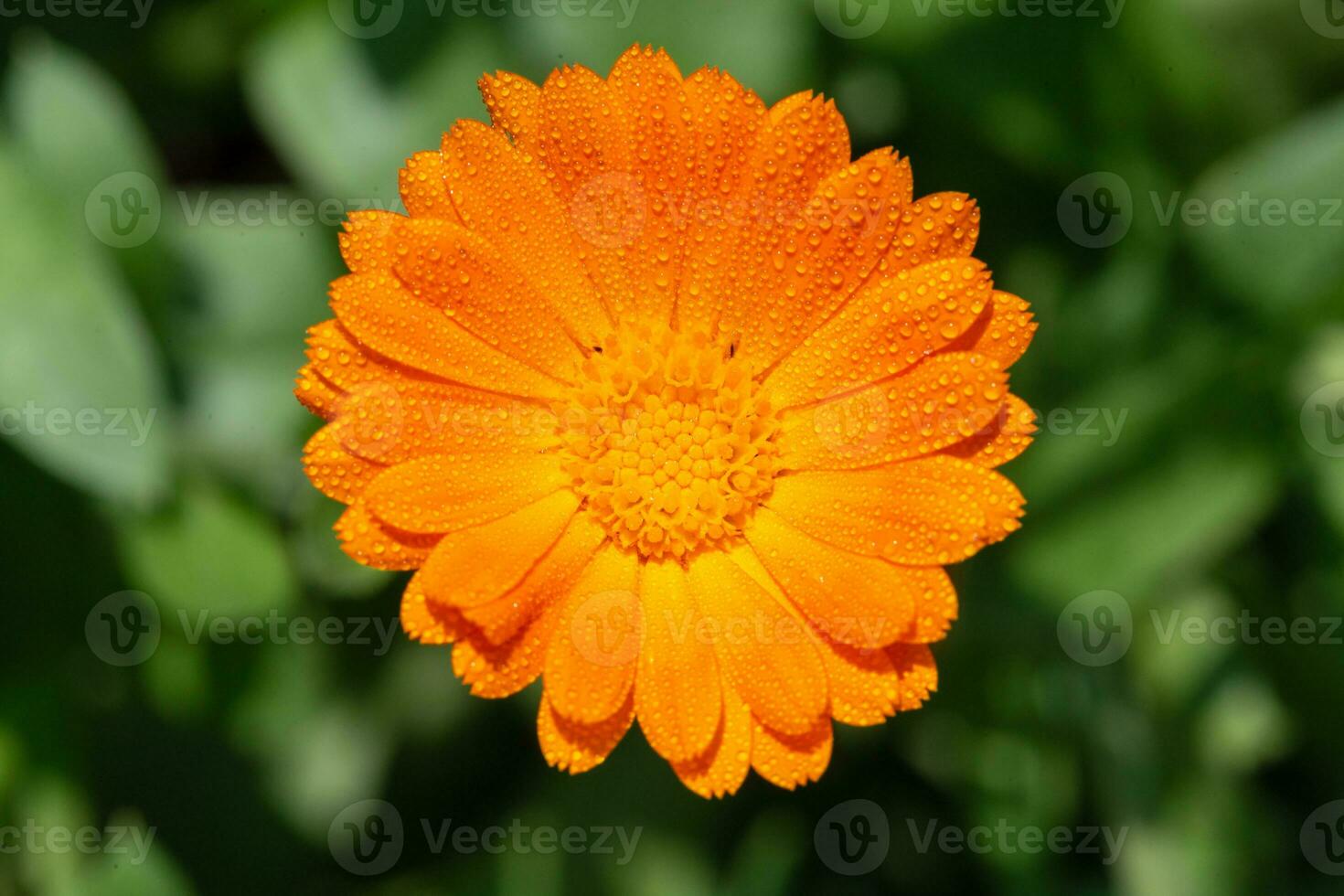 Orange spring flower, top view photo