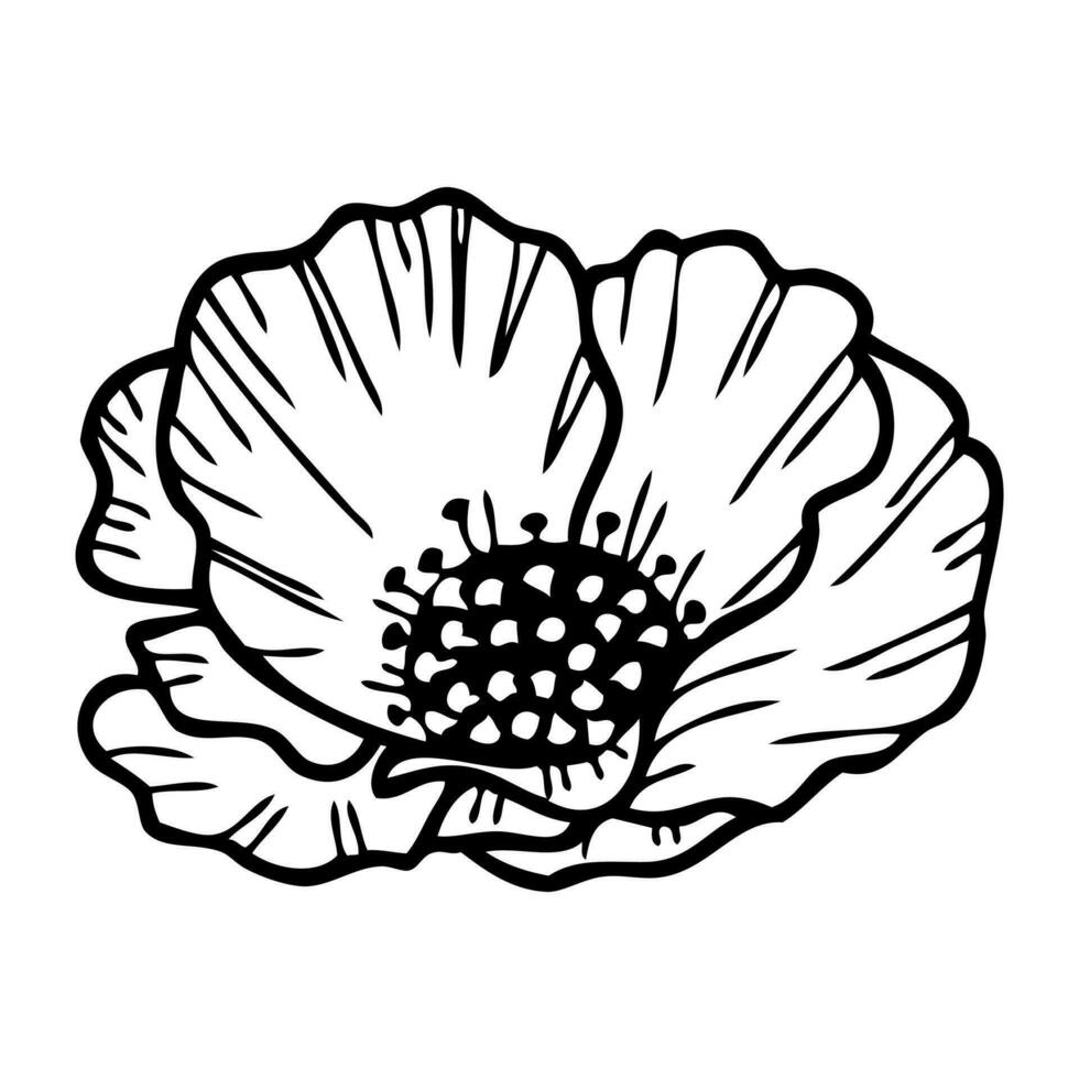 Hand drawn doodle realistic poppy flower. Perfect for tee, sticker, card, poster. Isolated vector illustration for decor and design.