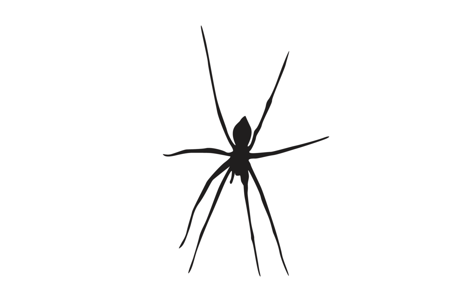 Animal-Insect-Spider Silhouette Pattern Background png