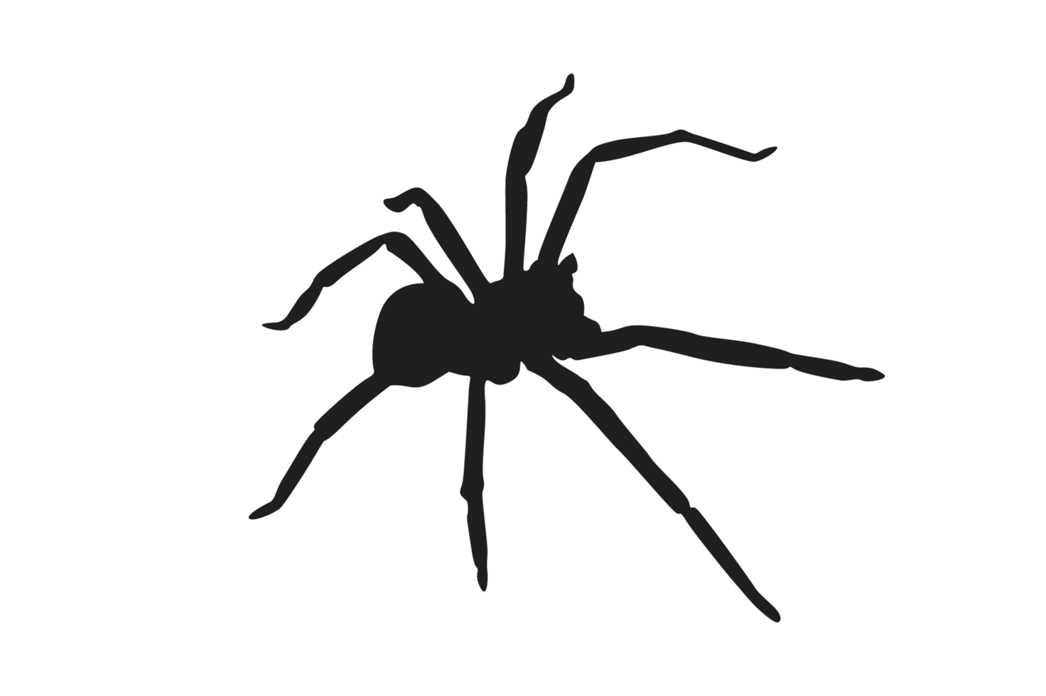 Animal-Insect-Spider Silhouette Pattern Background png