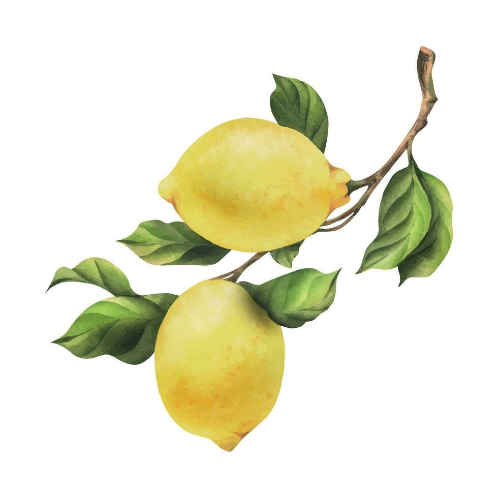 Lemons are yellow, juicy, ripe with green leaves, flower buds on the branches, whole and slices. Watercolor, hand drawn botanical illustration. Isolated object on a white background vector