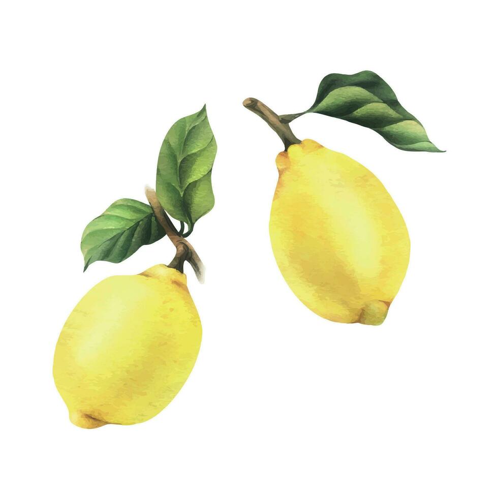 limones son amarillo, jugoso, maduro con verde hojas en el sucursales, entero. acuarela, mano dibujado botánico ilustración. conjunto de aislado objetos en un blanco antecedentes. vector