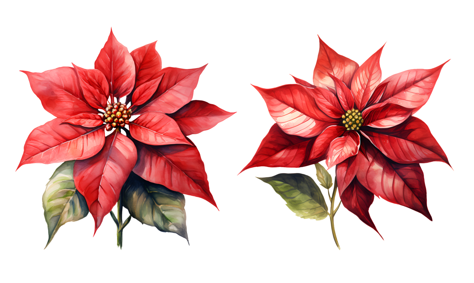Poinsettia watercolor clipart illustration with isolated background. AI Generative png