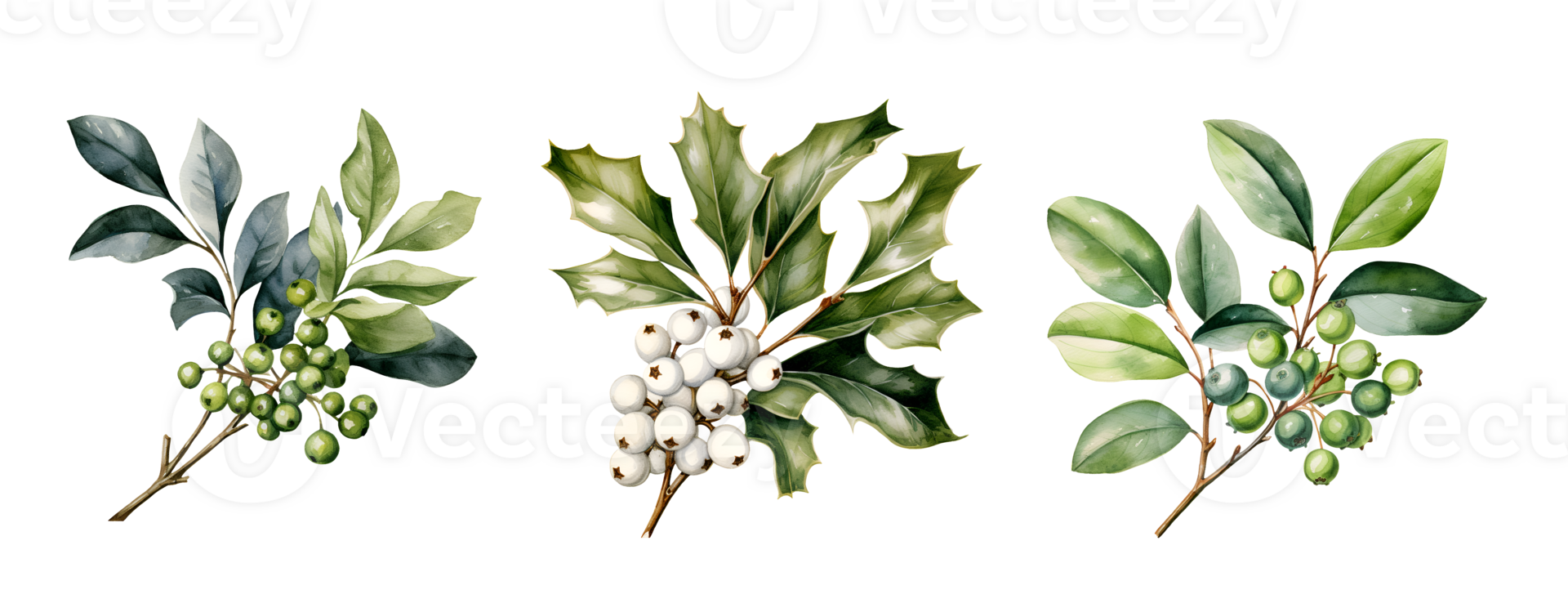 Mistletoe and holly watercolor clipart illustration with isolated background. AI Generative png