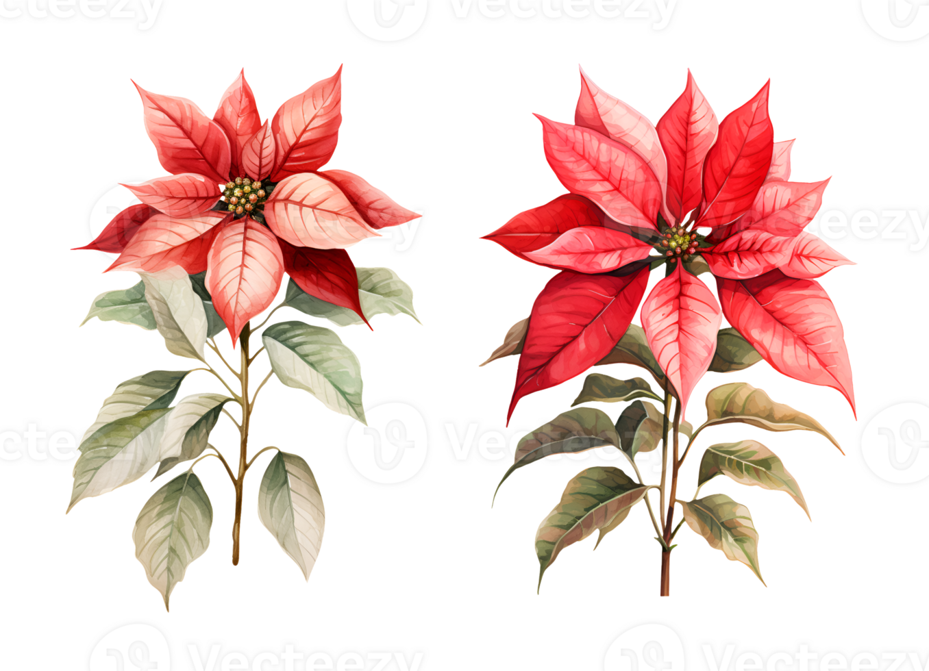 Poinsettia watercolor clipart illustration with isolated background. AI Generative png