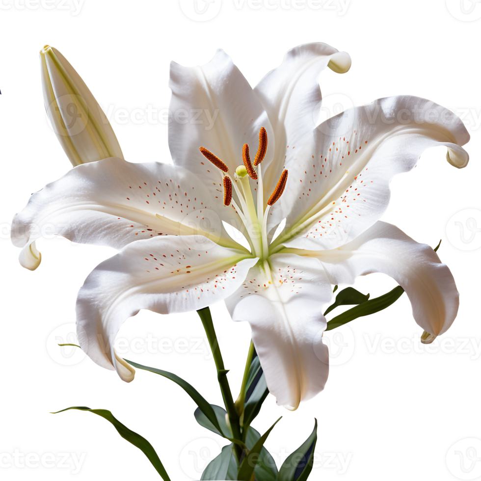 Lily flower png Lily png flower png beautiful flower png Lily flower transparent background Ai Generated