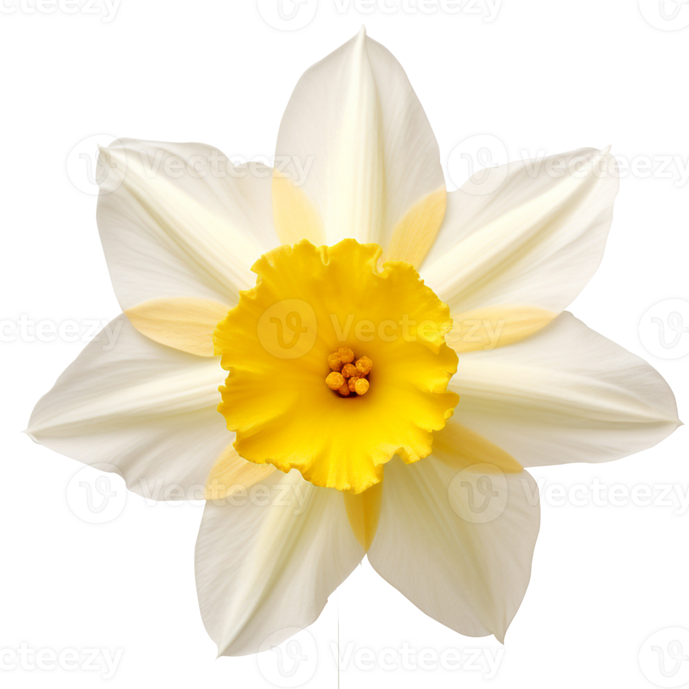 Daffodil flower png Daffodil png flower png beautiful flower png