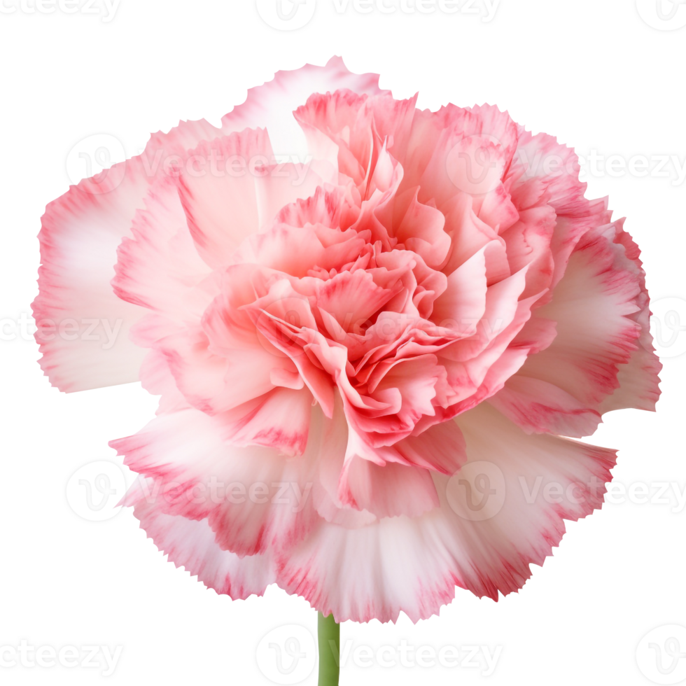 Carnation flower png Carnation png flower png Carnation flowers png Carnations png Carnation flower transparent background, AI Generated