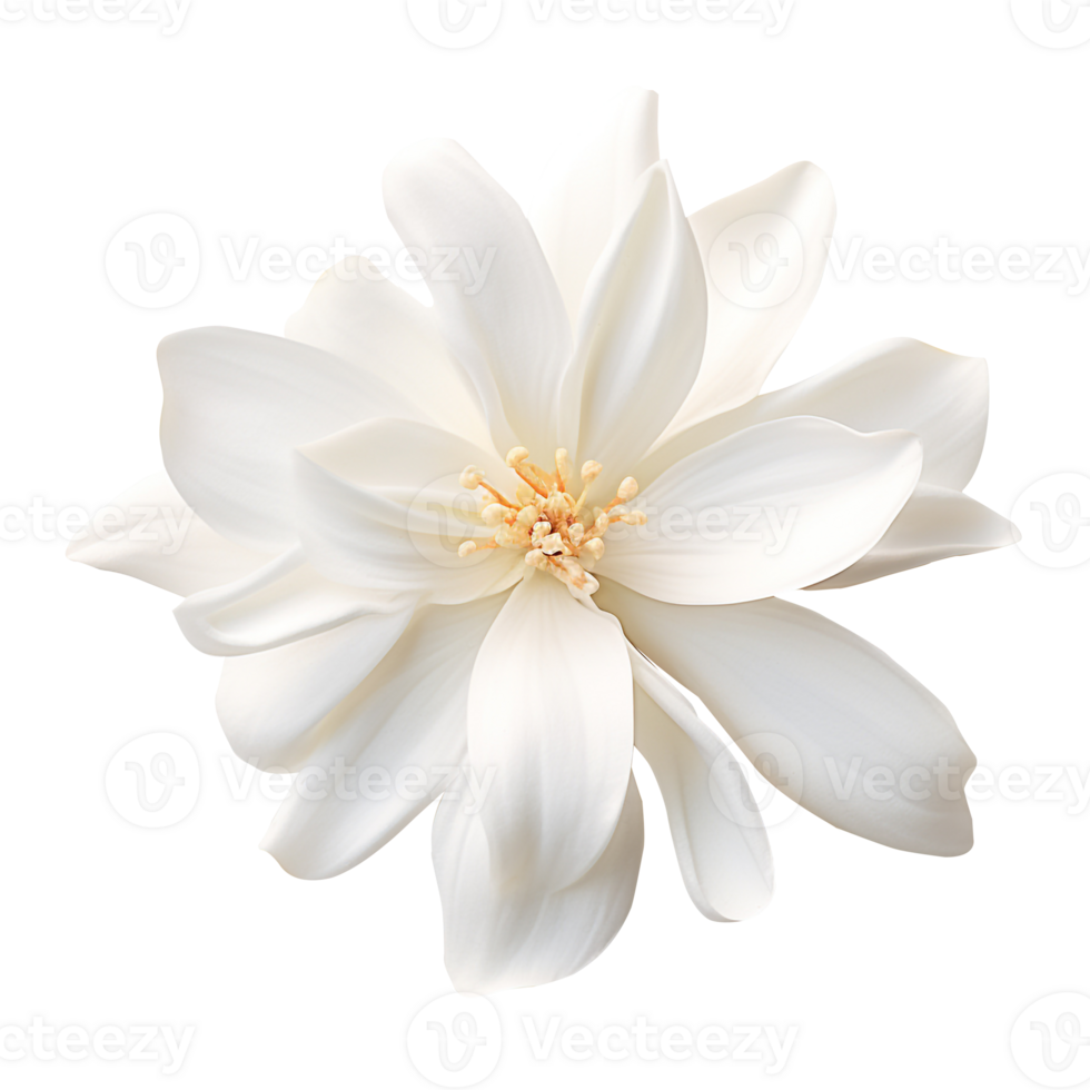 Jasmine flower png Jasmine png flower png beautiful flower png Jasmine