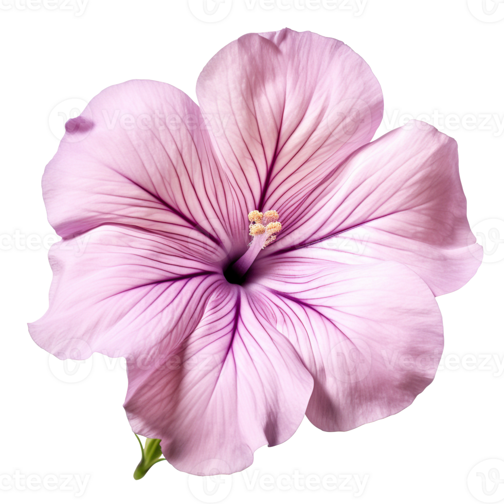 Petunia Flower png Petunia png flower png beautiful flower png Petunia flower transparent background Ai Generated