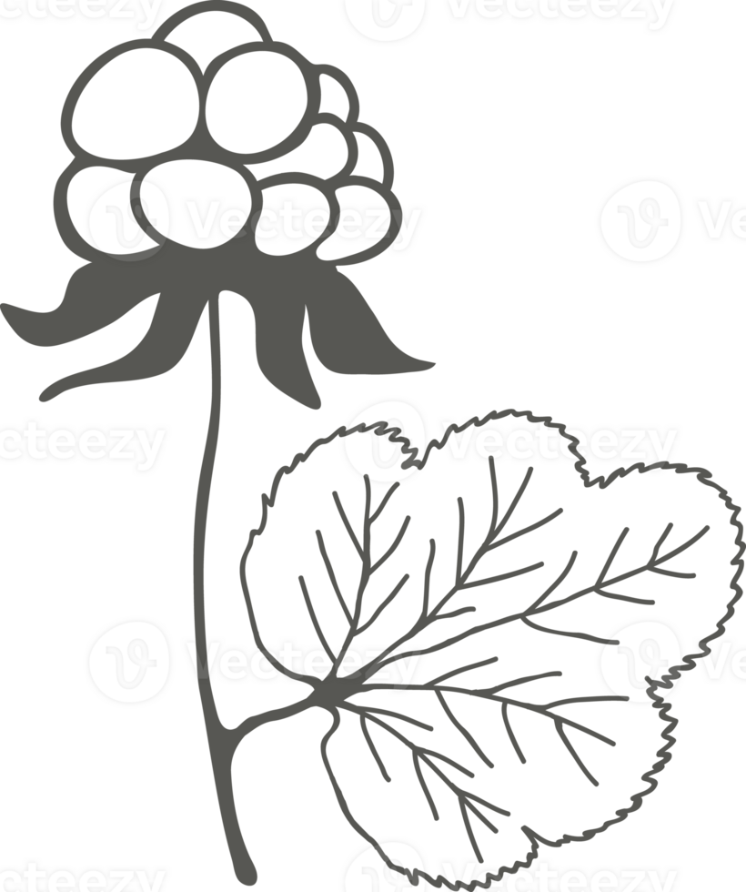 Cloudberry plant silhouette, leaf and berry black outline drawing png