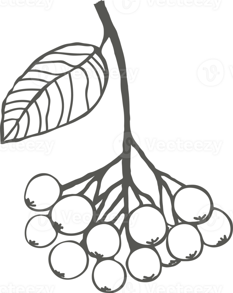 un puntilla de chokeberry con un hoja silueta negro contorno png