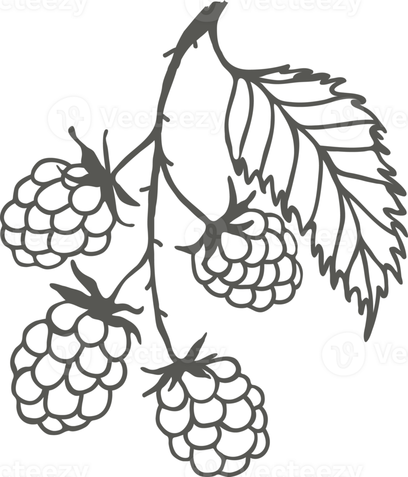 Blackberry branch silhouette with berries and leaf, sketch drawing with black outline png