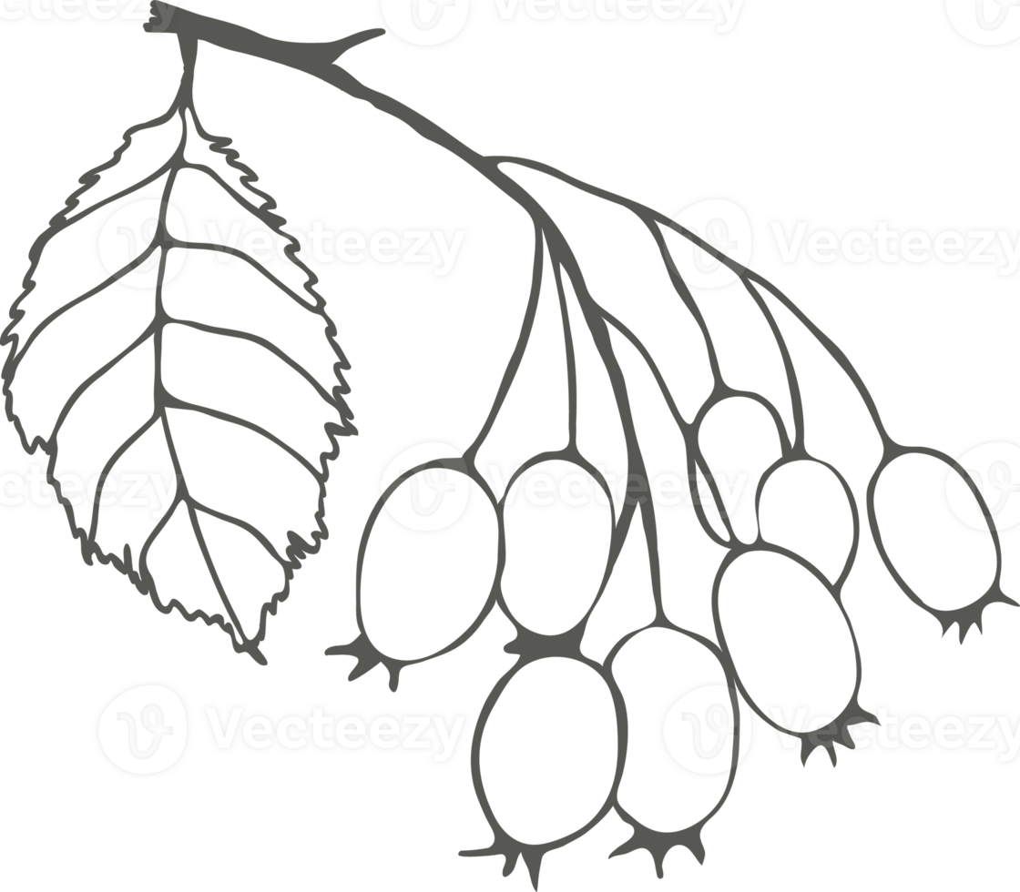 gren med hagtorn bär och blad, svart översikt teckning silhuett png