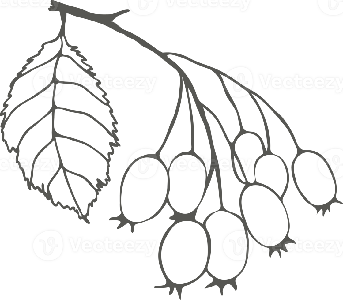 Branch with hawthorn berries and leaf, black outline drawing silhouette png