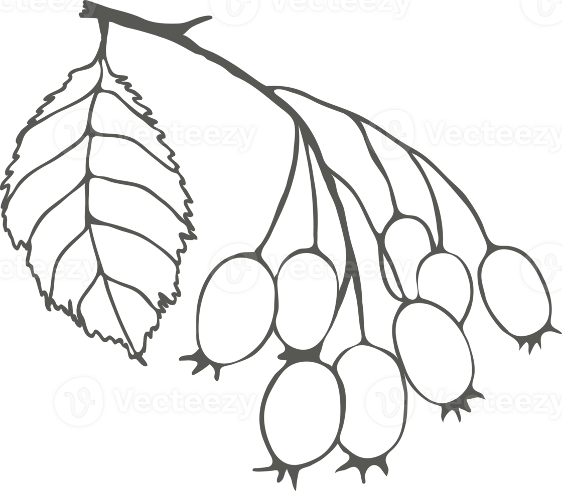 rama con espino bayas y hoja, negro contorno dibujo silueta png