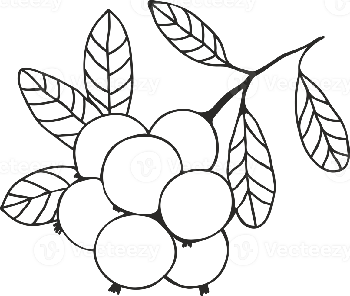 Cowberry branch silhouette with berries and leaves, sketch drawing with black outline png