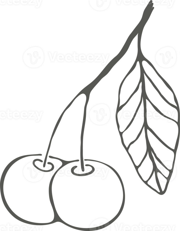 Branch with cherry berries and leaf drawing with black outline silhouette png