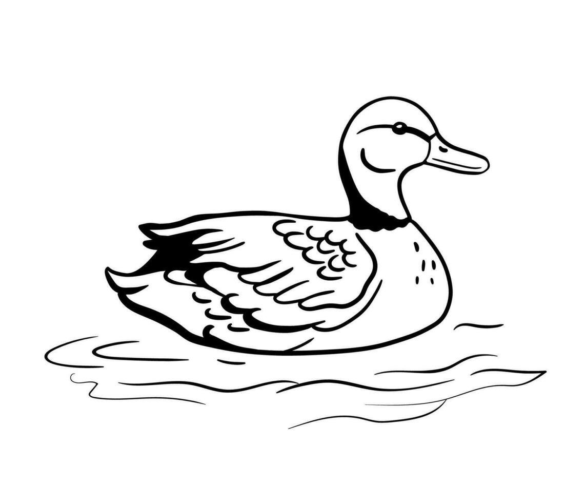 Duck is swimming in water. Vector line illustration pond bird isolated on white background. Monochrome sketch