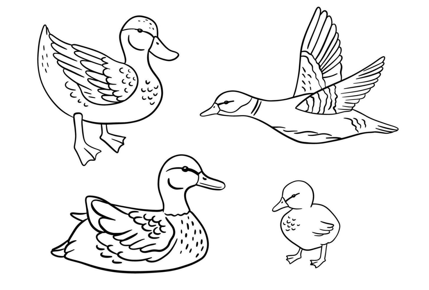 en pie monocromo bebé pato. volador pato. vector línea ilustración estanque aves conjunto aislado en blanco antecedentes. anadón