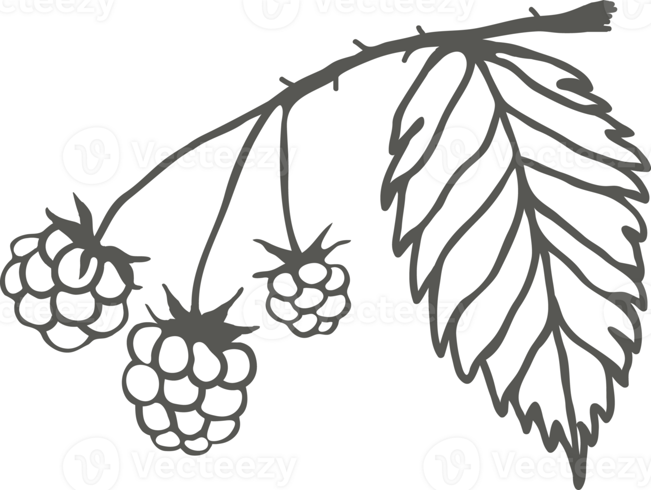 Raspberry branch silhouette with berries and leaf, sketch drawing with black outline png