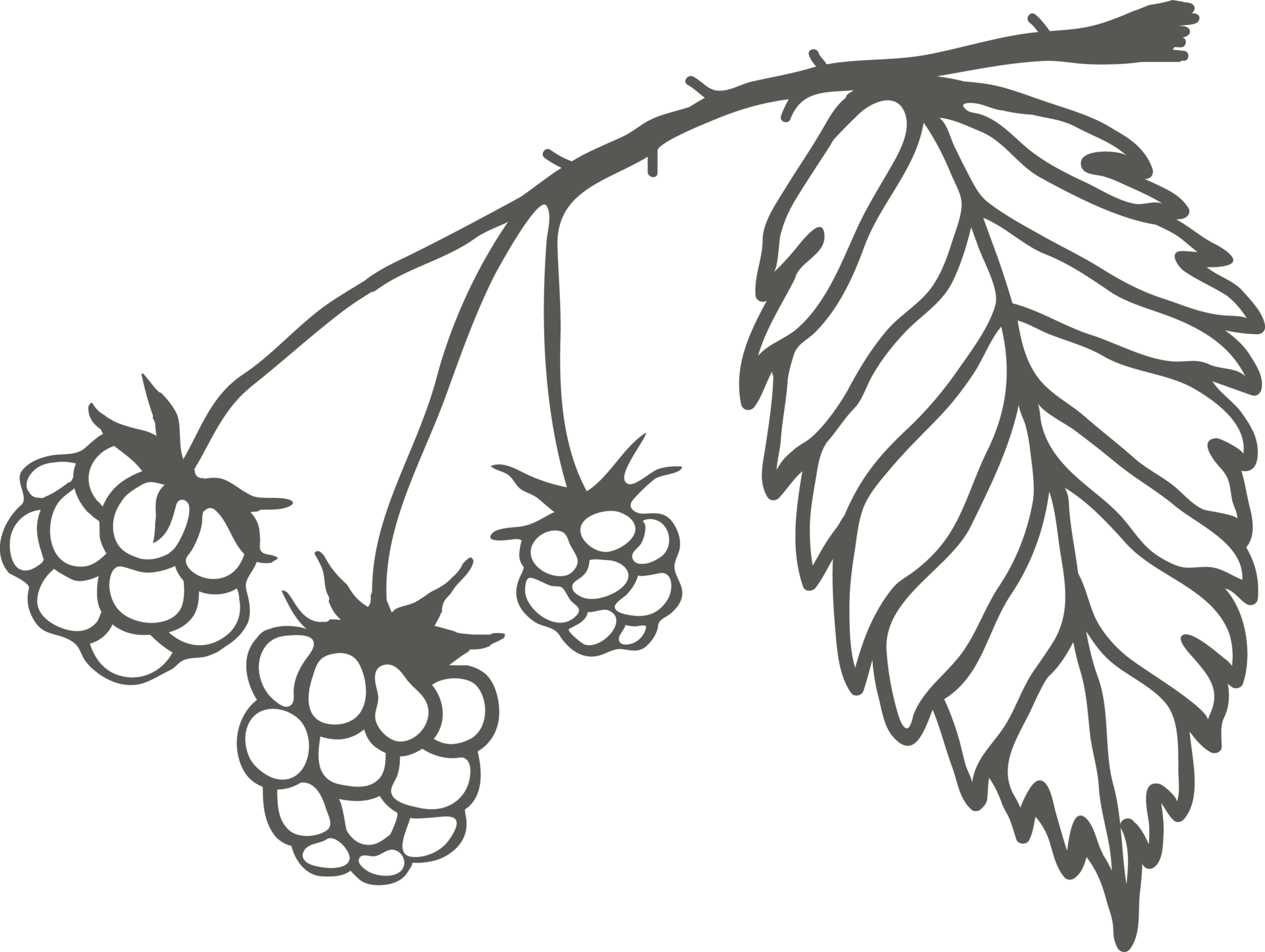 Raspberry branch silhouette with berries and leaf, sketch drawing with