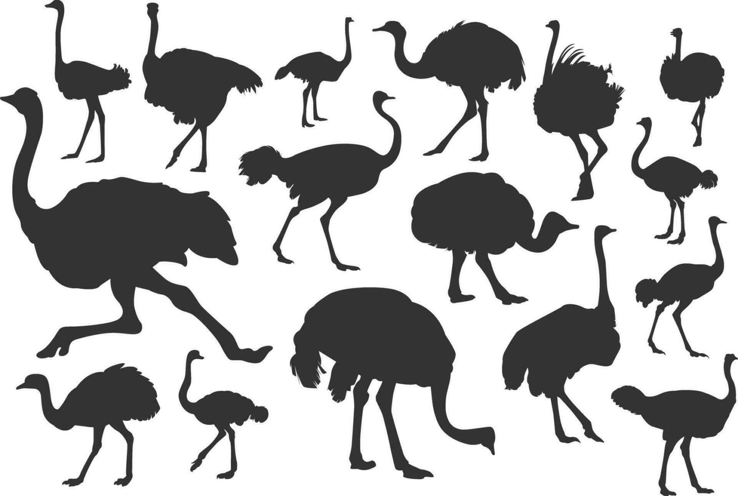 conjunto de avestruz silueta vector