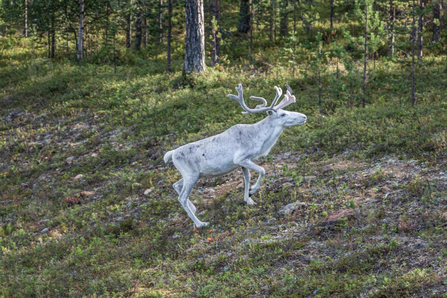 Reindeer stag with exceptionally long antlers photo