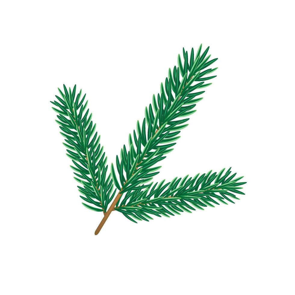 fir tree branch isolated on white background vector