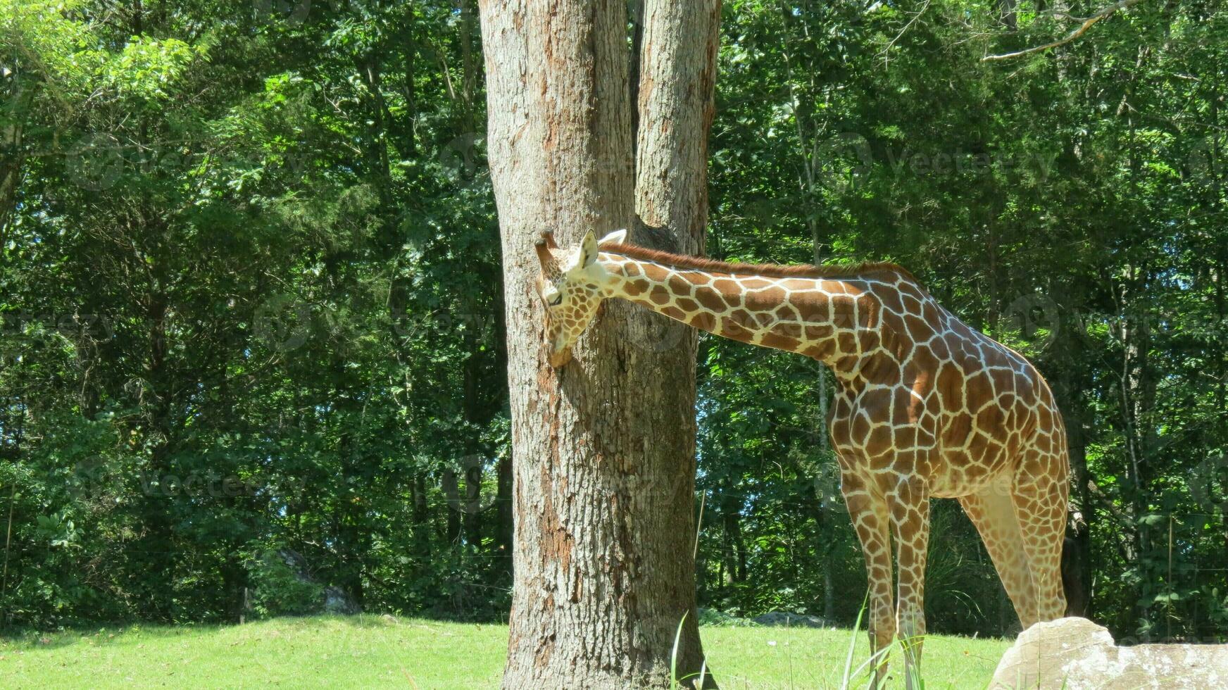 Wildlife Zoo Safari wild animals photo