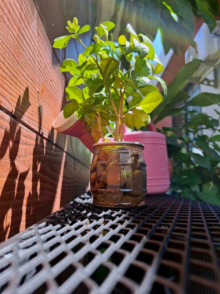 Bright ornamental plants in the soft afternoon sunlight. photo