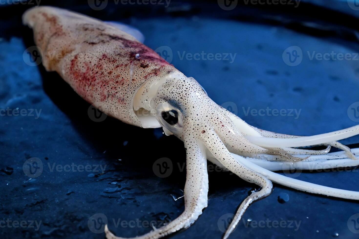 a squid ready to be cooked on a fried grill photo