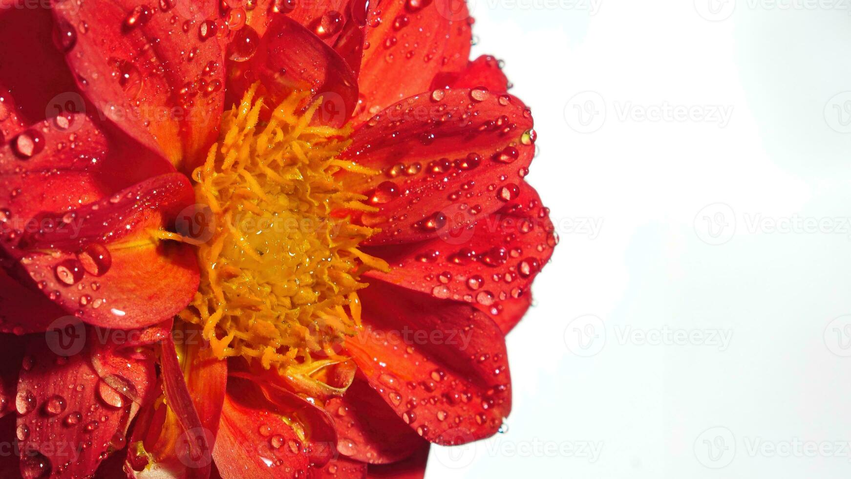 Red Dahlia Flower on Isolated Background photo