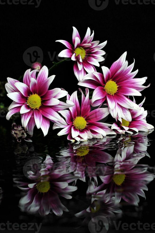 Chrysanthemum Flower on Water Reflection photo