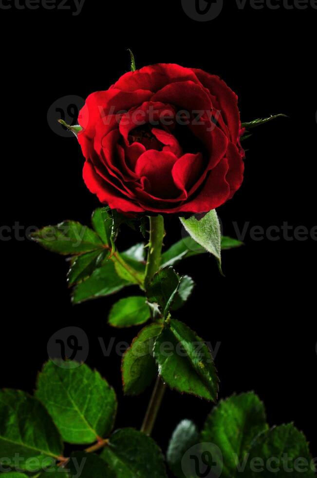 Single red rose in black background photo