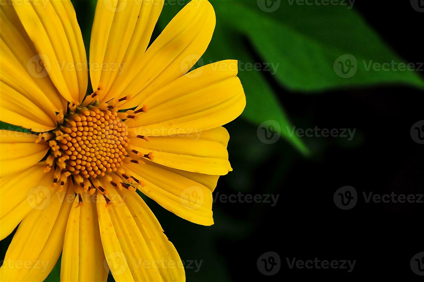 Kembang Bulan or Tithonia difersifolia with yellow petals photo