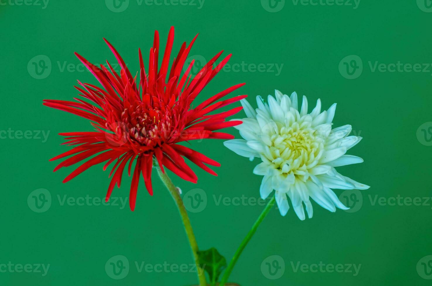 Gerbera herb flower with red and white petals photo