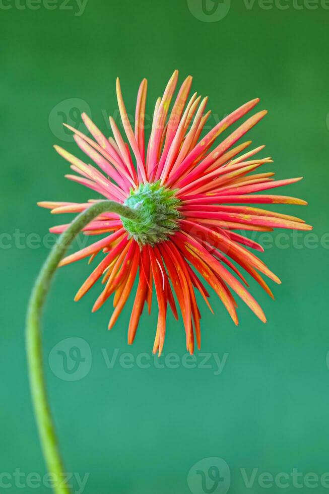 Gerbera herb flowers with red petals on a solid background photo