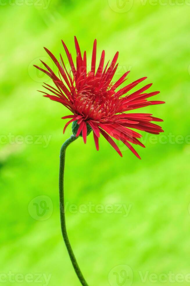 gerbera hierba flores con rojo pétalos en un sólido antecedentes foto