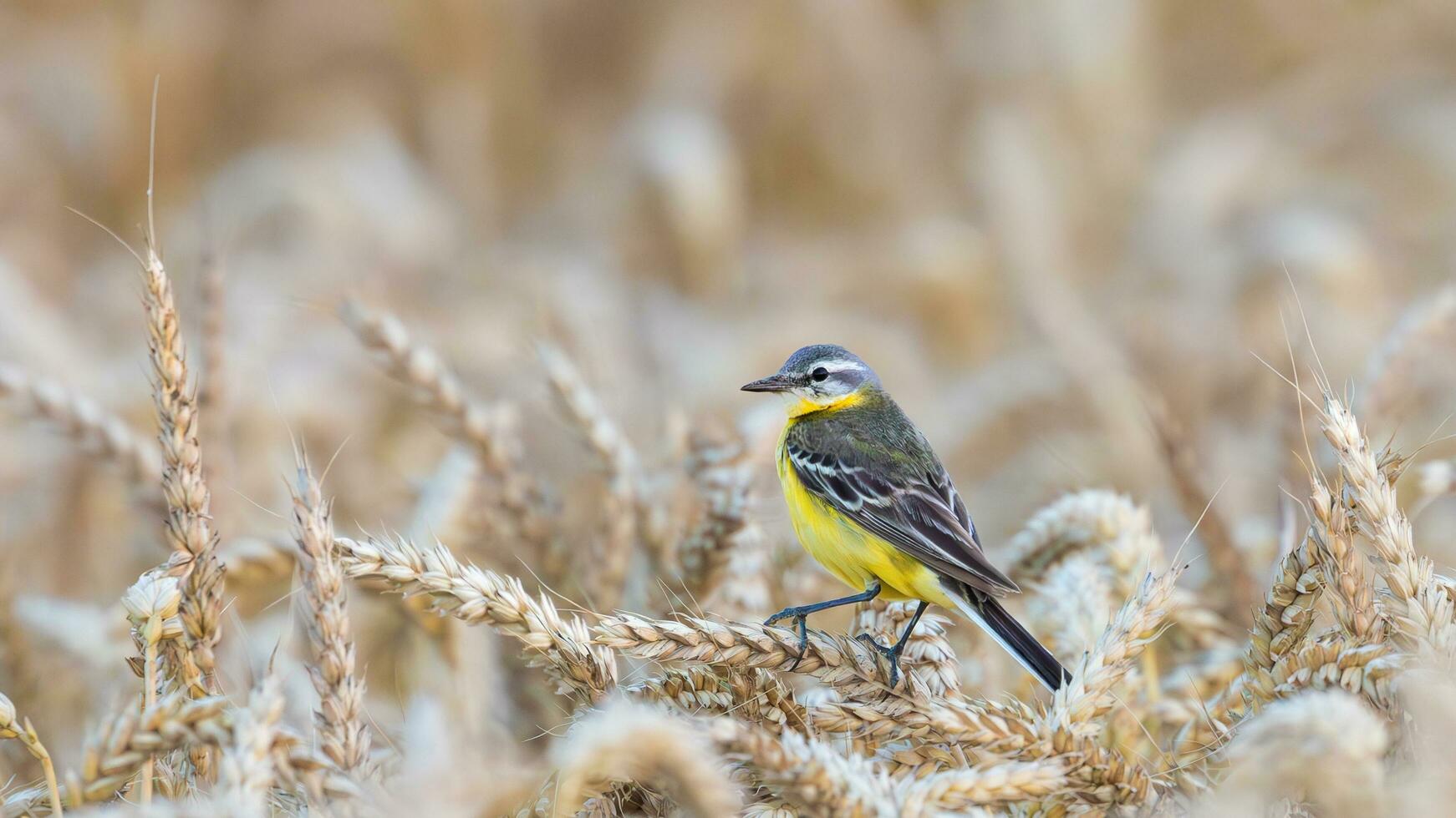 western yellow wagtail on wheat photo