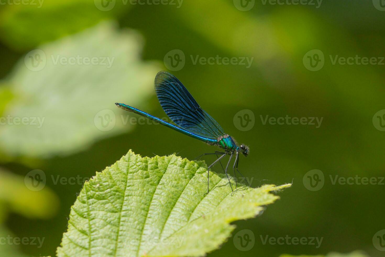 Banded demoiselle on hazel leaf photo