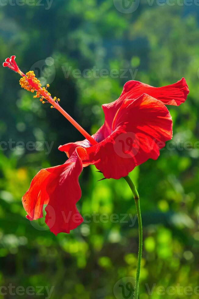 Hibiscus rosa-sinensis flowers with red petals photo