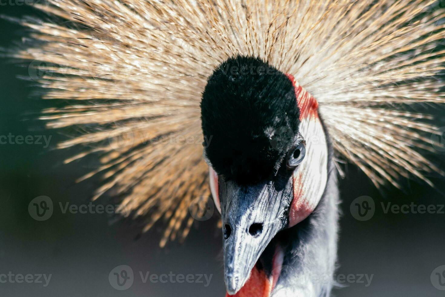 Beautiful crowned crane Balearica pavonina photo