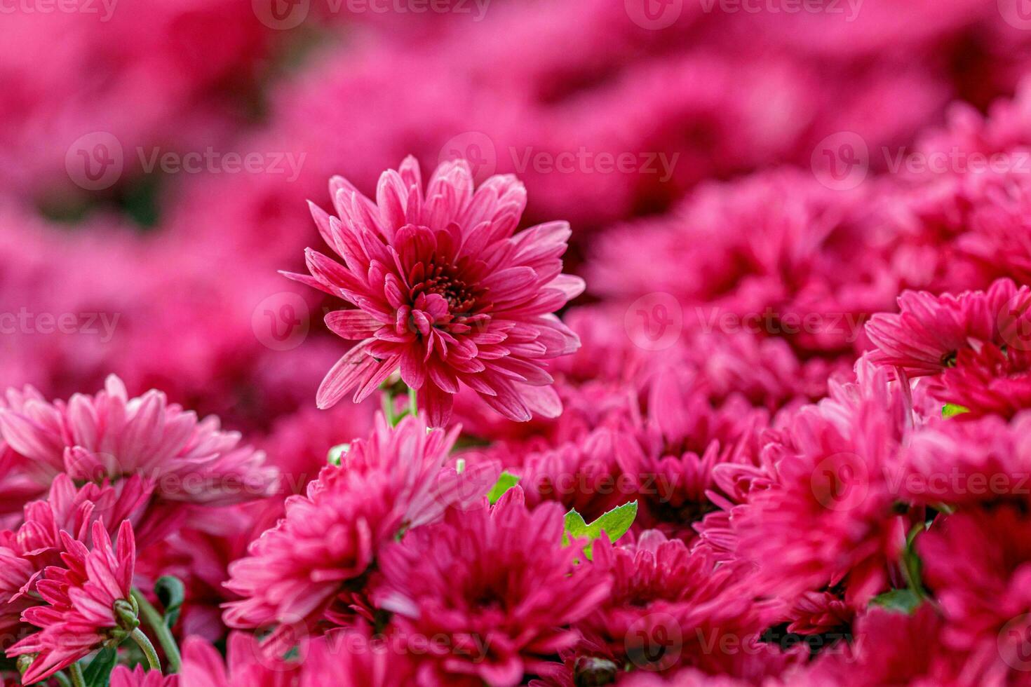 multi-colored flower beds of beautiful chrysanthemums photo