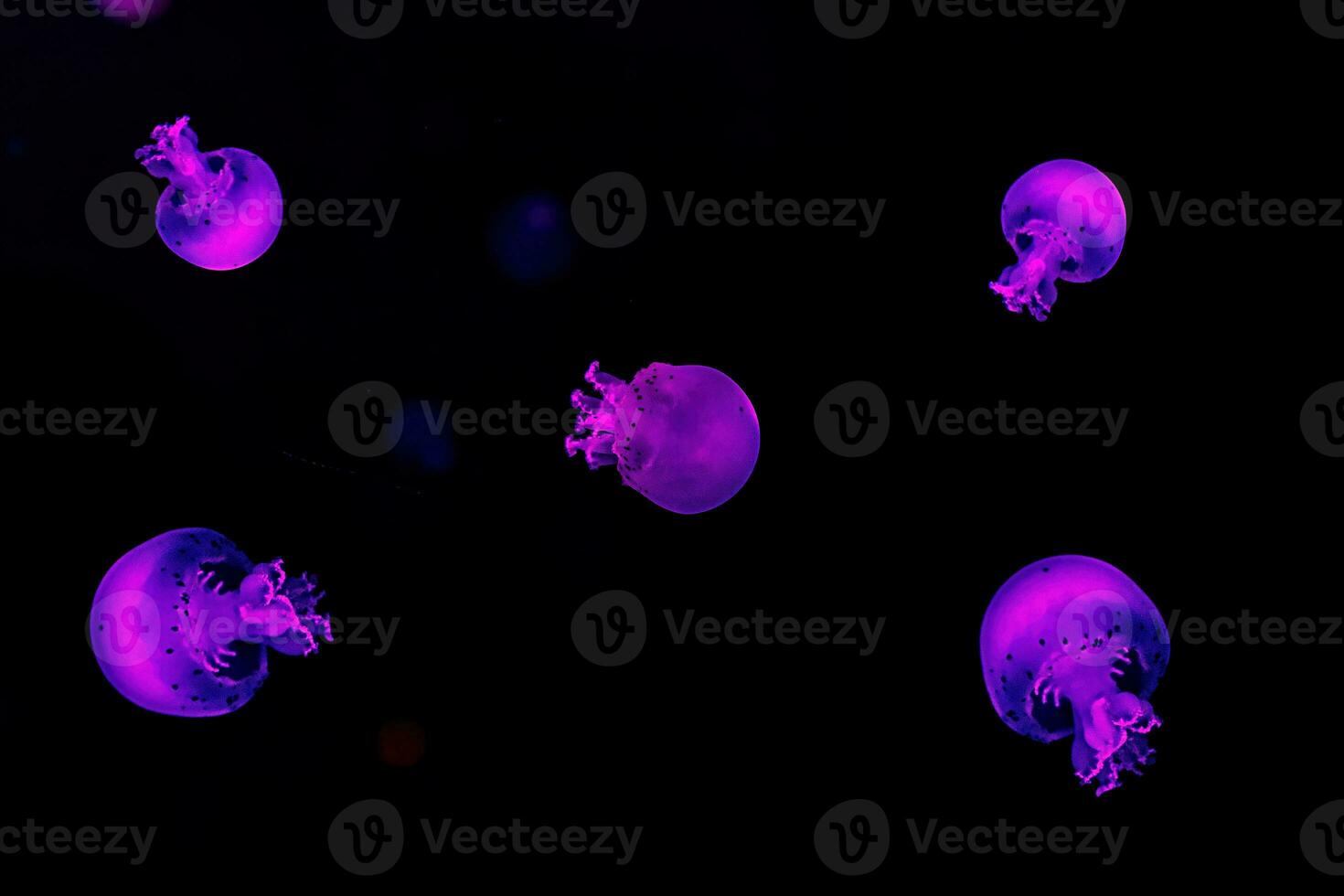 macro photography underwater cannonball jellyfish photo