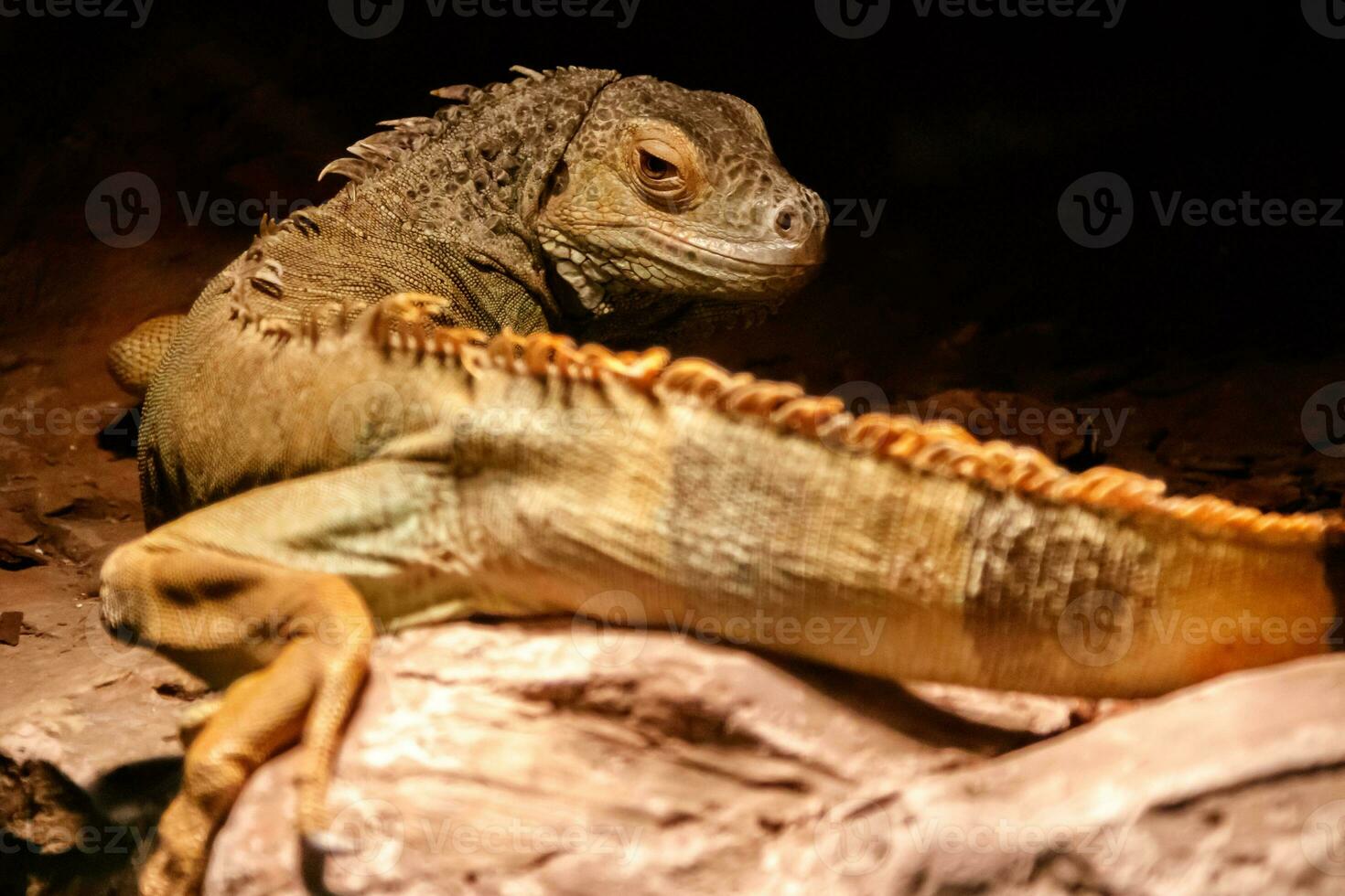 Beautiful iguana green, Iguana iguana photo