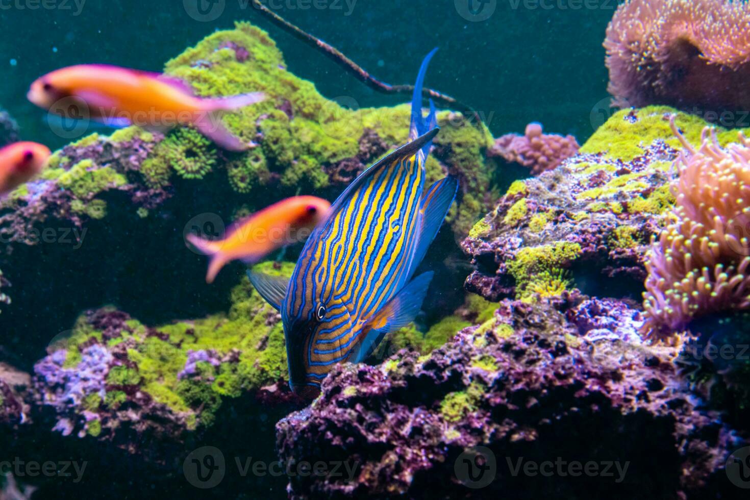 Acanthurus lineatus fish photo