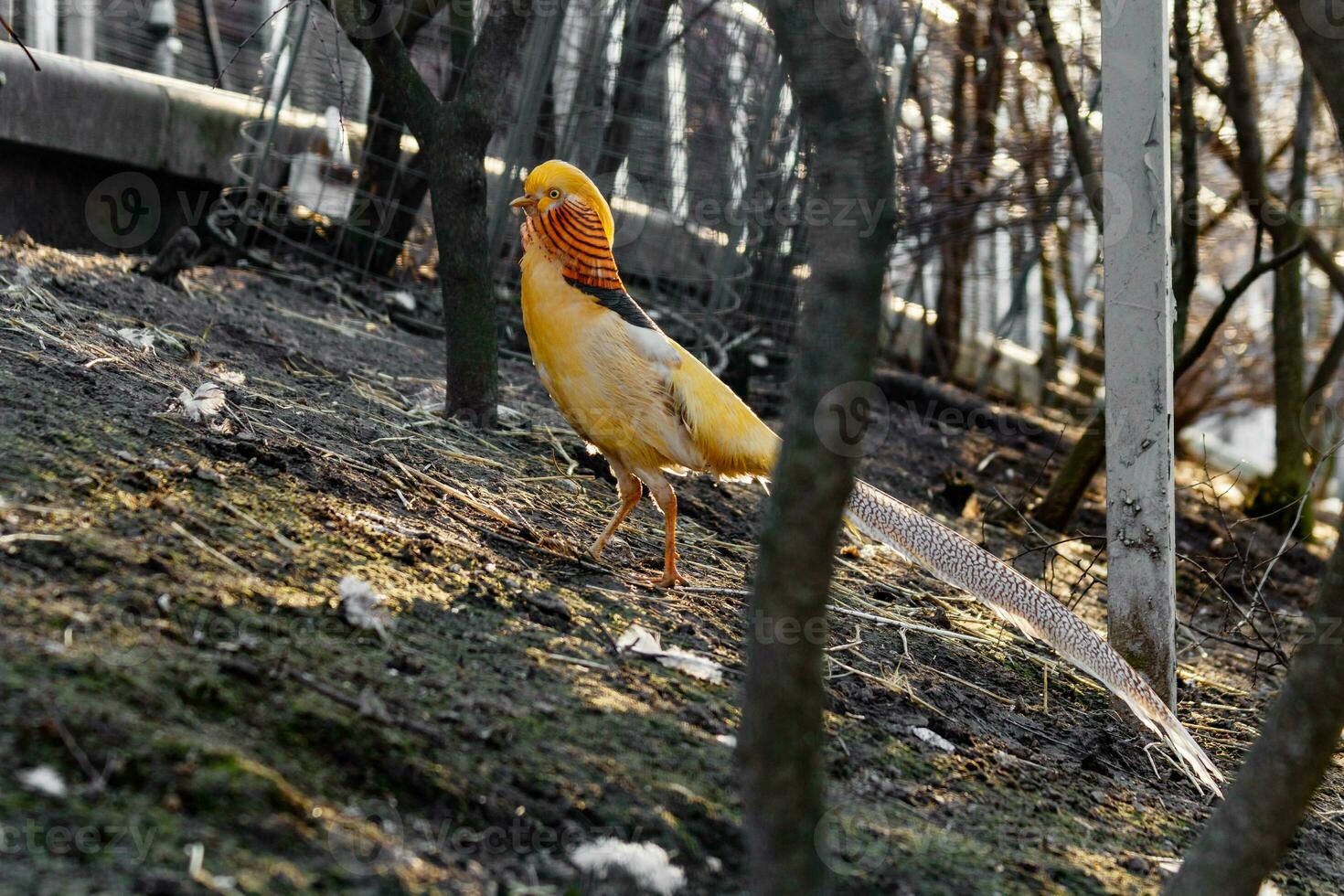 beautiful yellow golden pheasant photo